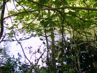 Reflections, Pike River, WI